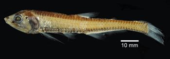 Media type: image; Ichthyology 91008